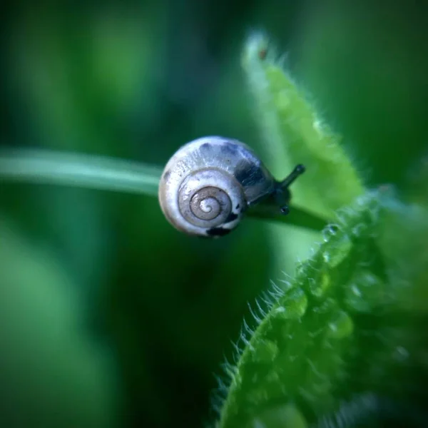 草の上のカタツムリ — ストック写真