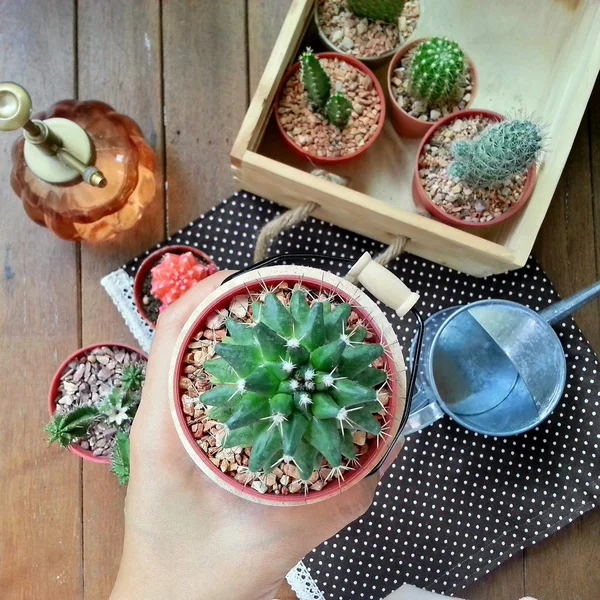 Cactus main tenant la plante en pot Photo De Stock