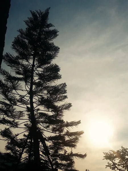 Силует соснового дерева під час заходу сонця — стокове фото