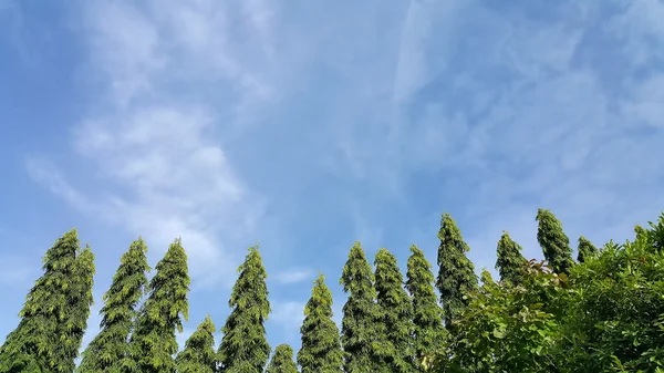Зелені дерева зі світло-блакитним небом і фоном хмар — стокове фото