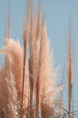 pampalar mavi gökyüzüne karşı çimenler, en az moda sanat eseri posteri