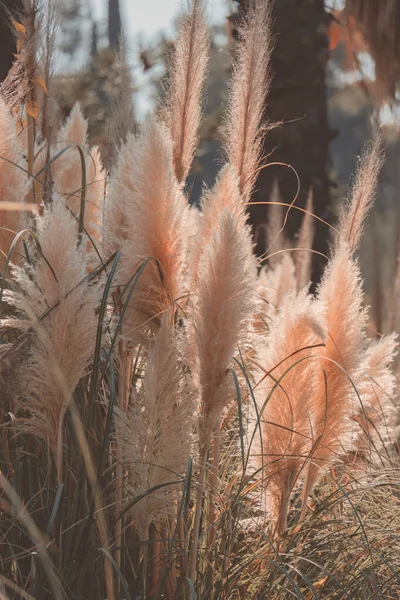 Pampas Gras Struiken Zonlicht Herfst Dag Trendy Kunst Natuur Poster — Stockfoto