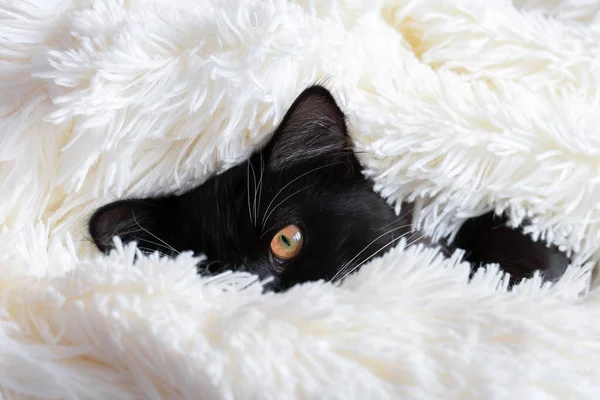 Lindo Gato Negro Cubierto Blanco Mullido Manta Mirando Cámara —  Fotos de Stock
