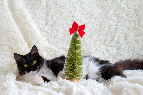 cute fluffy black and white cat with  small evergreen Christmas tree lying on a white fluffy blanket
