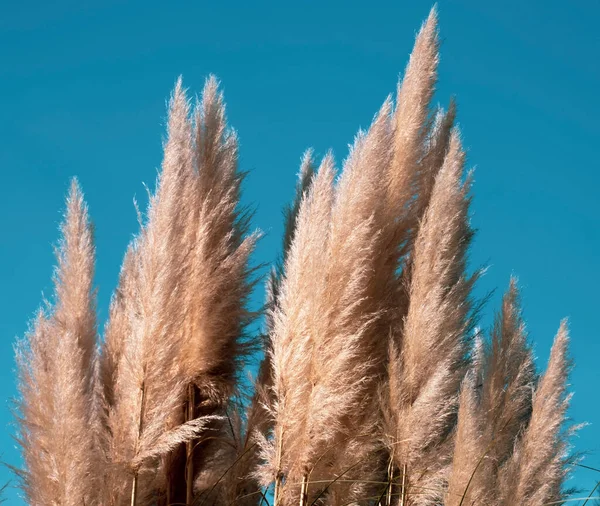 Fluffy Riet Een Blauwe Lucht Achtergrond Tegen Zonlicht Abstract Natuur — Stockfoto