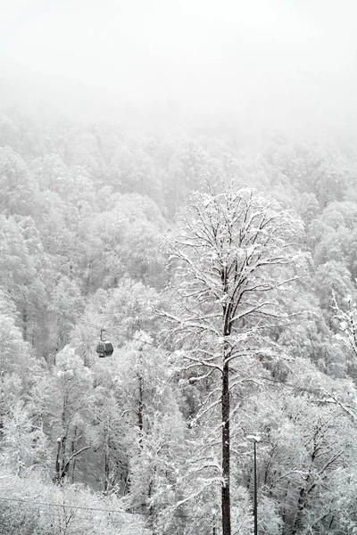 Téli Erdő Kötélpályák Sípálya Havas Erdő Háttere Téli Turizmus Téli — Stock Fotó