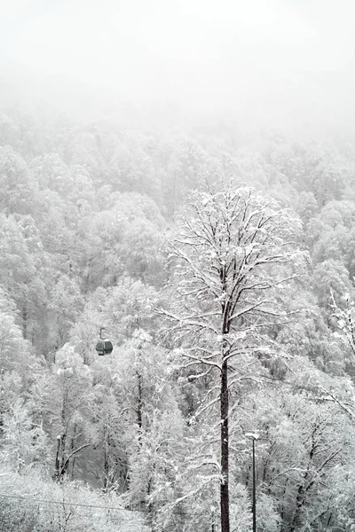 Winter forest and cableways of the ski resort. The snowy forest background. Winter tourism and winter wonderland concept. Selective focus.