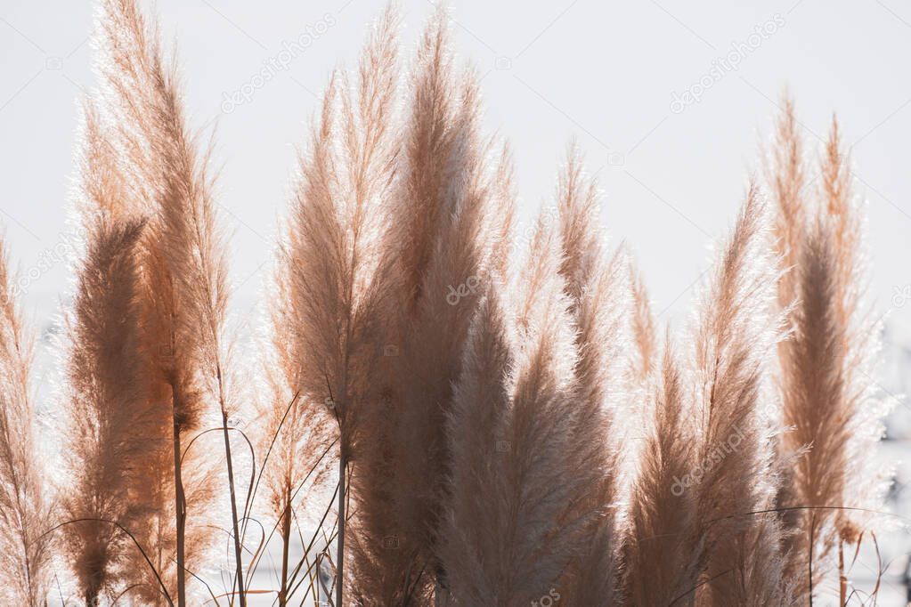 Fluffy reeds on a light sky background against sunlight. Abstract nature background for posters design. Blurred selective focus.