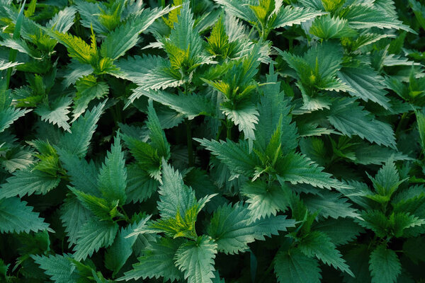 Top view green nettle field texture.