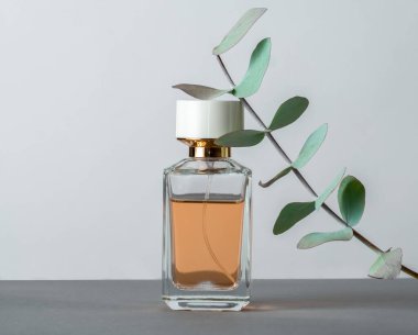 Okaliptüs yapraklı parfüm şişesi gri arka planda.