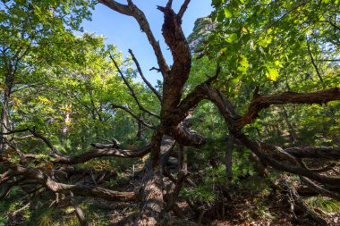 Ormandaki kırık ağaç.