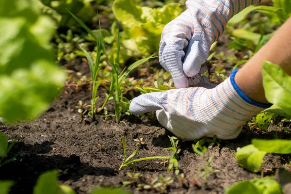 The farmers hands holds the plucked weed. — Stock Photo, Image