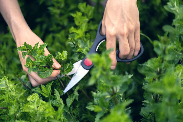 A young girl collects mint in the garden.