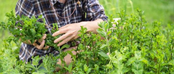 Una joven colecciona menta en el jardín. —  Fotos de Stock