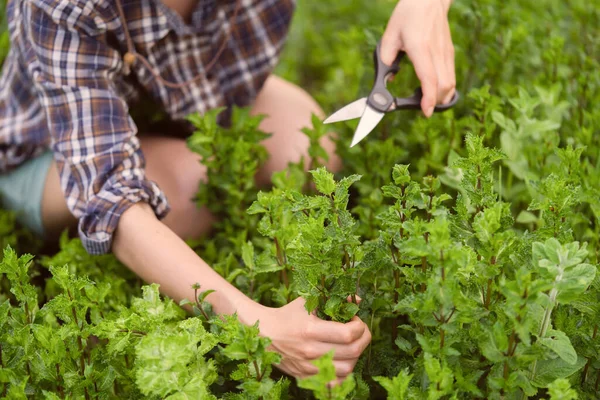 Una joven colecciona menta en el jardín. —  Fotos de Stock