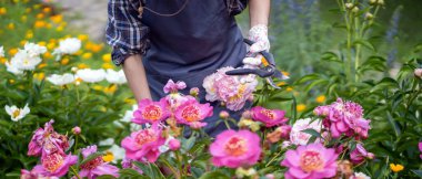Eldivenli bir bahçıvan kız yemyeşil şakayık çalılarına bakar..