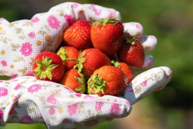 Eldiven giymiş kadın eller bir avuç sulu, olgun kırmızı çilek tutar.
