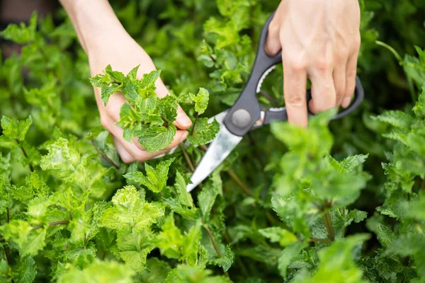 Una joven colecciona menta en el jardín. —  Fotos de Stock