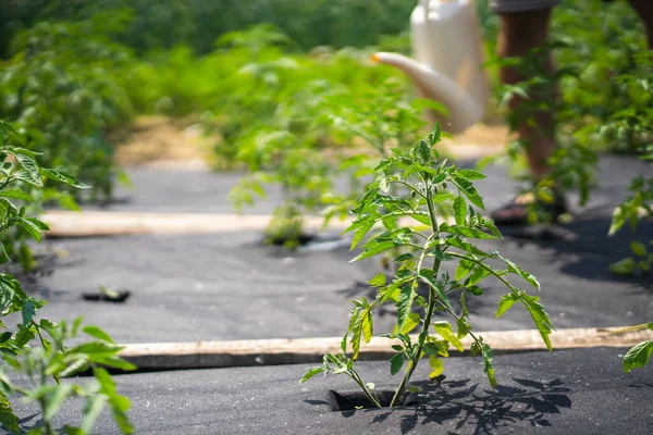 Sebuah payudara dengan tanaman tomat di tanah ditutupi dengan agro serat close-up, — Stok Foto