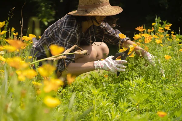 A woman is involved in gardening and farming, a gardener in a straw hat. — Stock Photo, Image