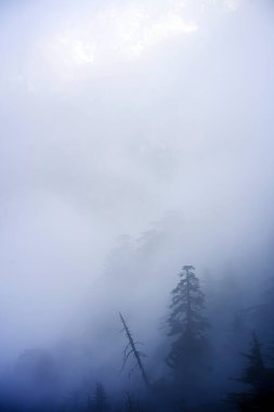 Dağların ve ormanın sisli olduğu bunaltıcı bir manzara..