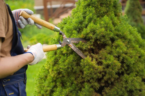 Um jardineiro profissional está cortando uma árvore thuja para uma melhor forma — Fotografia de Stock