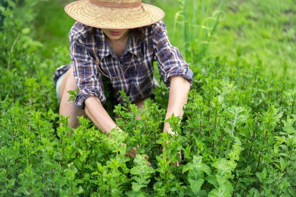 A young girl collects mint in the garden. — Stock Photo, Image