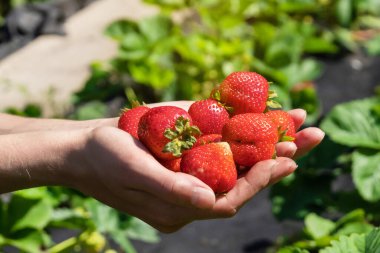 Kadın elleri bir avuç sulu, olgun kırmızı çilek tutar..