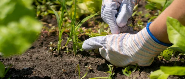 Bahçıvan baharda yeni tohumlar ekmek için kara toprak hazırlıyor..