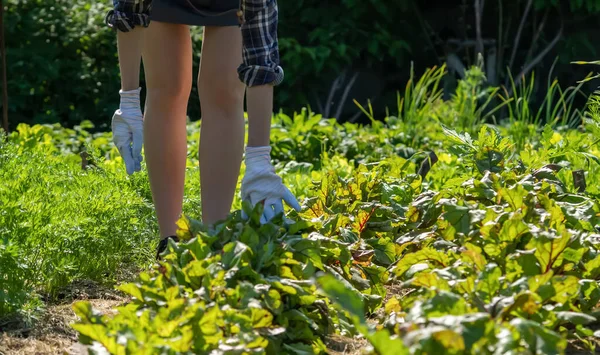 Una mujer cultiva en un día soleado. —  Fotos de Stock