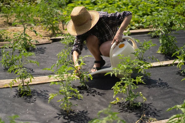 Tukang kebun yang mengurus kebun di peternakan.. — Stok Foto