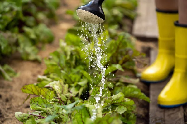 Uma mulher jardineira com uma lata de rega está irrigando seu gramado e flores. — Fotografia de Stock