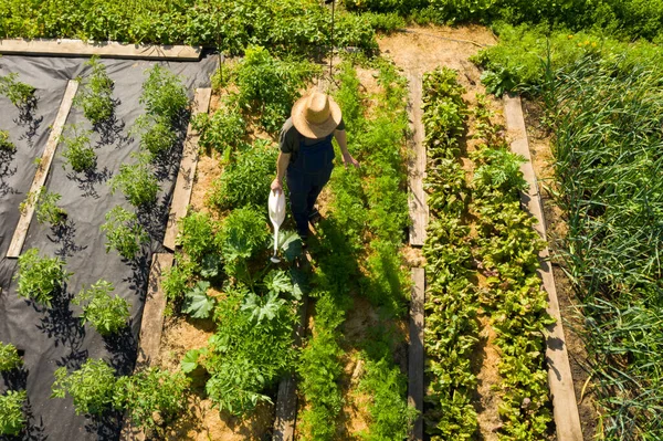 Seorang tukang kebun laki-laki menyiram tanaman dengan kaleng berair — Stok Foto
