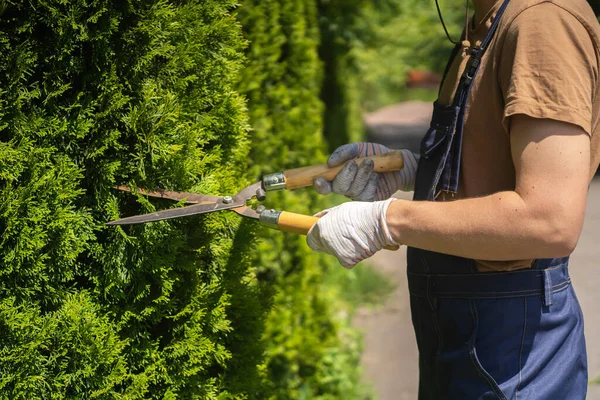 Um jardineiro profissional está cortando uma árvore thuja para uma melhor forma — Fotografia de Stock