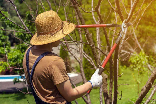 Um jardineiro está cortando galhos de árvores com uma grande poda — Fotografia de Stock