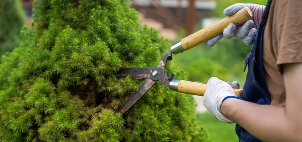 Um jardineiro profissional está cortando uma árvore thuja para uma melhor forma — Fotografia de Stock