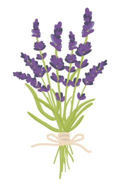 Zarif lavanta buketi, lavanta buketi, kurutulmuş çiçekler, leylak rengi, izole edilmiş arka plan.