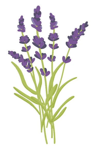 优雅的薰衣草花，薰衣草花，干花，紫丁香色，孤立的背景 — 图库矢量图片