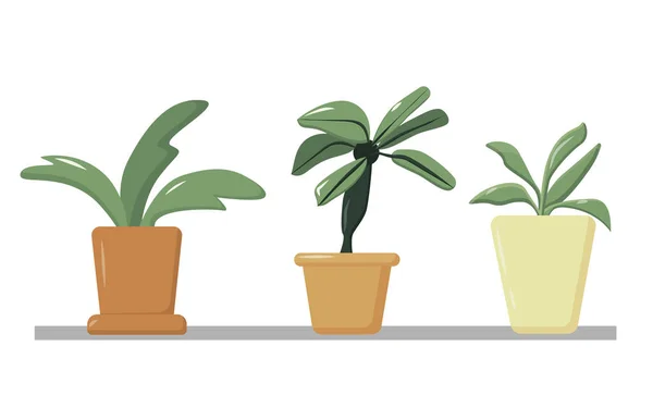 A collection of indoor plants in pots standing on the window, a set of flowers in a planter, home comfort, home garden. Vector cartoon illustration — Stock Vector