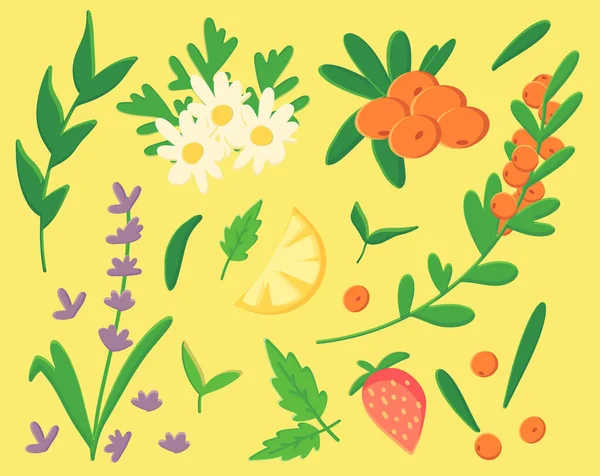 集茶草、一套药草、洋甘菊、薰衣草、茶、草、小枝、绿茶叶、柠檬、沙棘、草莓、黄背景为一体的水果和浆果添加剂于一体. — 图库矢量图片