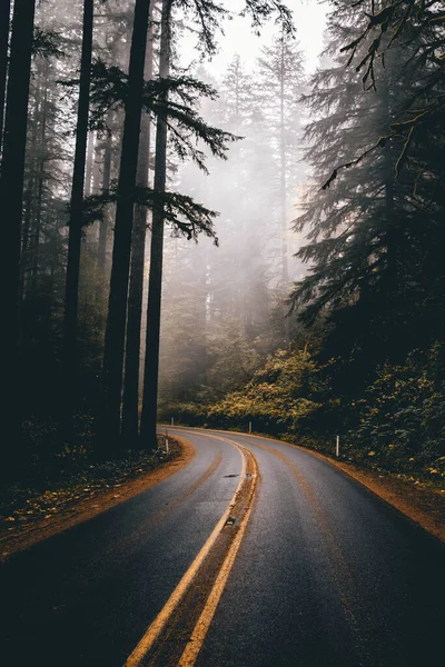Aspen Boardman Kleur Herfst Mist Oregon Park Pnw Weg Zilveren — Stockfoto