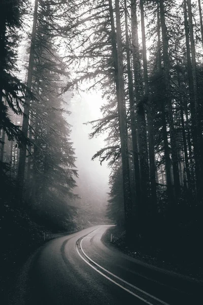 Aspen Boardman Color Fall Fog Oregon Park Pnw Road Silver — Stock fotografie