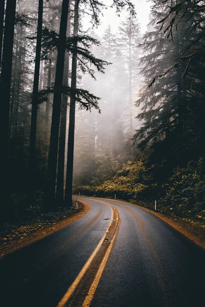 Aspen Boardman Color Fall Fog Oregon Park Pnw Road Silver — Stock Photo, Image