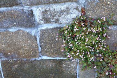ivy plant with small flowers growing out on the old wall.