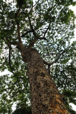 Aşağıdan yukarıya yağmur ormanlarındaki büyük ağacın manzarası