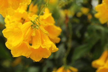 Çiğ Allamanda katarcasını kapat (Altın Trompet), Seçici odak.