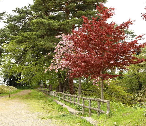 Červené Listy Sakura Stejnou Dobu Parku Hirosaki — Stock fotografie