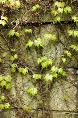 Eski beton duvarda yeşil sarmaşık.