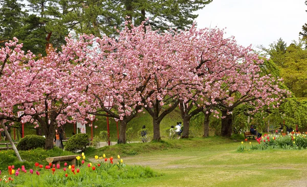 Persone Che Ammirano Bellissimi Fiori Ciliegio Tulipano Nel Parco Del — Foto Stock