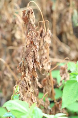 Kurumuş Kahverengi Yaprak bir ağaçtan sarkan, Kurumuş Solmuş Ağaç Yaprakları, Kurumuş Yapraklar. Doğa makro fotoğrafçılık. Bir ağacın dalında sallanan kahverengi yapraklar..